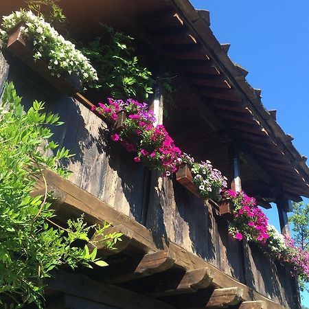 Stefanina Guesthouse ボジェンツィー エクステリア 写真